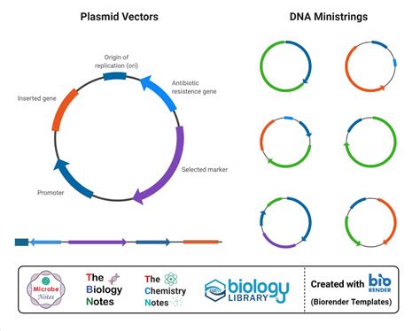 vector in microbiology example