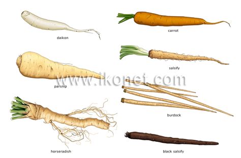 Veg Root Definition
