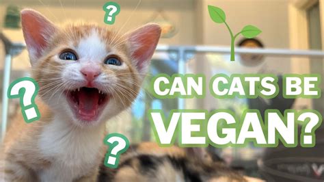 Vegan Cat Cute