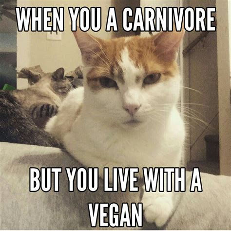 Vegan Cat Meme