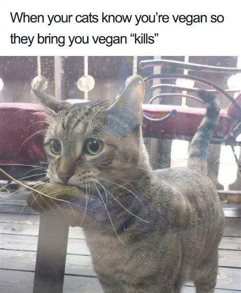 Vegan Cat Playing