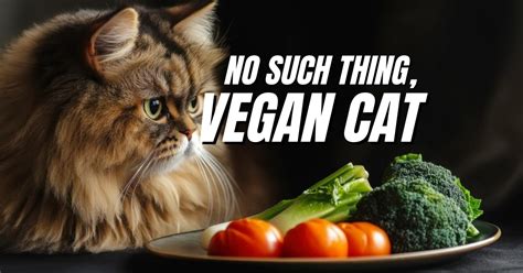 Transition to Vegan Cat