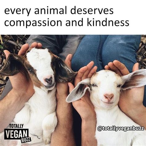 vegan compassion meme