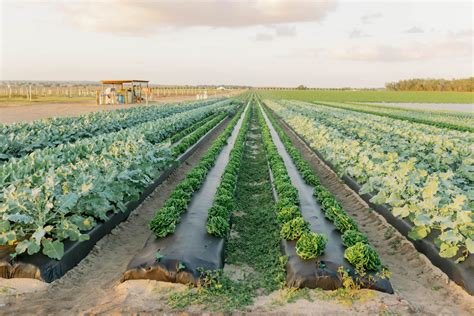 Vegetable Farm Online