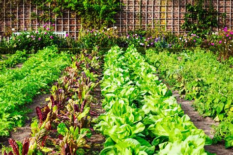 Vegetable Garden Plants Online Shopping