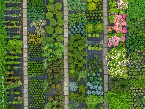 Vegetable Garden Top View