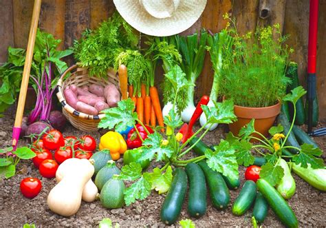 Container Vegetable Gardening Designing Your Container Vegetable Garden