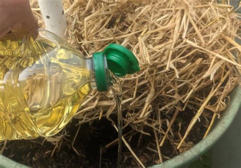 Vegetable Oil In Compost