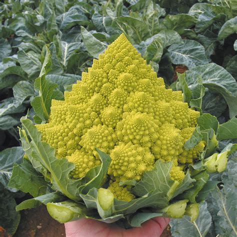 vegetable romanesco cauliflower