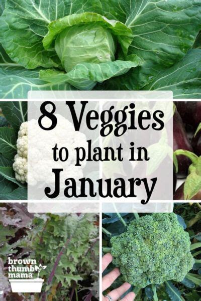Zone 9 January Planting Guide in 2020 (With images) Winter vegetables