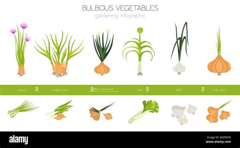 Vegetables Bulbs Definition