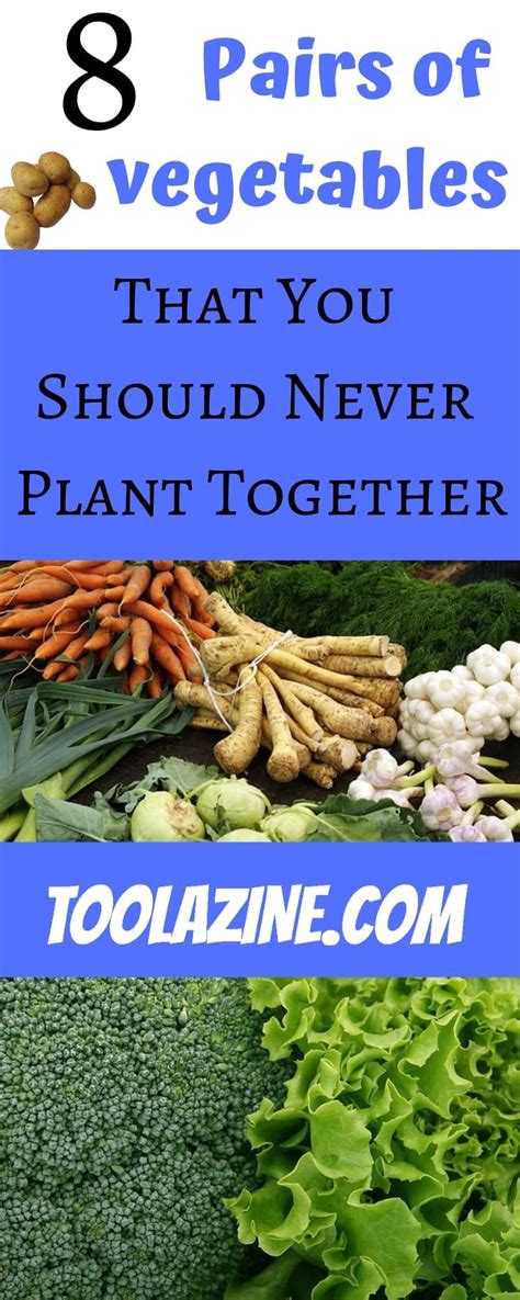 Which Vegetables Grow Well Together?