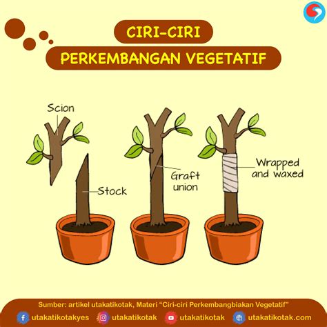 Mengenal Anatomi Organ Vegetatif pada Tumbuhan Biologi Kelas 11