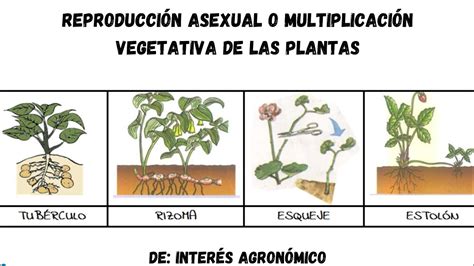 vegetativa ejemplos de organismos