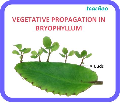 vegetative propagation by roots examples class 10