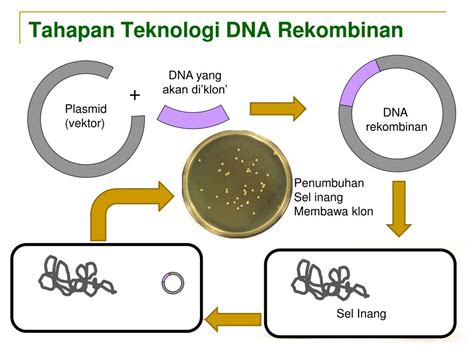 Vektor yang Digunakan dalam Teknologi DNA Rekombinan Adalah…