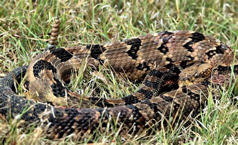 velvet tail rattlesnake
