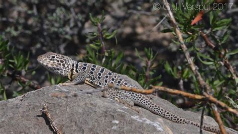 Venerable Collared Lizard
