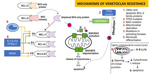 venetoclax mechanism of efficacy