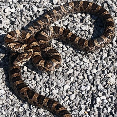 venomous snakes in massachusetts