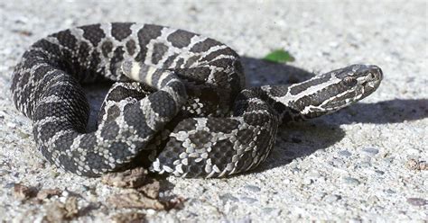 venomous snakes in michigan