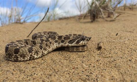 venomous snakes in montana