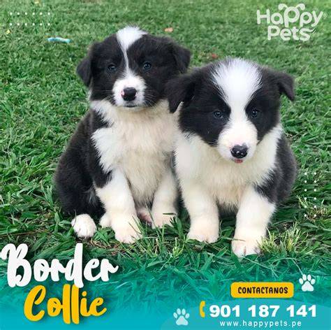 Venta de perros por hace gruñir a muchos WUF EL COMERCIO PERÚ