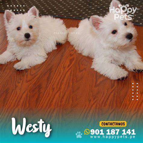 Comprar mascotas perros raza westy