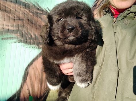 Pastore del Caucaso, il possente guardiano dell’Asia