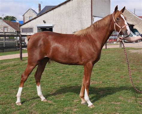 vente de trotteurs caen