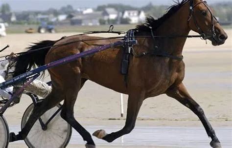 vente trotteur caen en direct