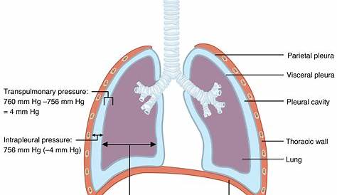 Pulmonary Ventilation System Respiratory YouTube