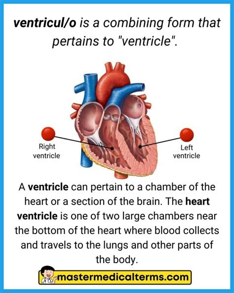 ventricul/o