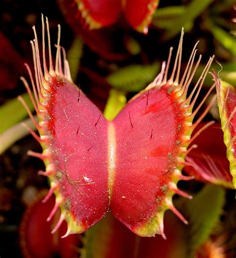 venus fly trap porn