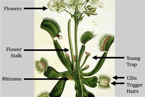 Venus Flytrap Reproduction Parts