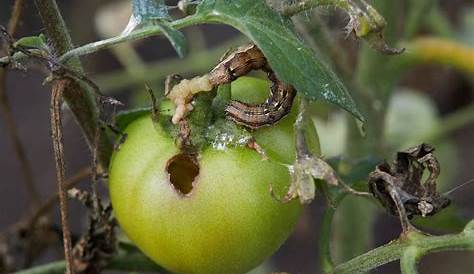 25 juillet 2019 - des trous dans quelques tomates - YouTube