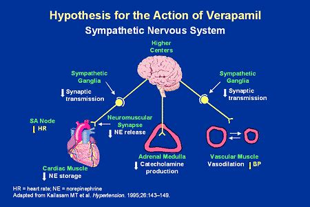 verapamil and kidney function