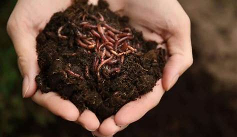 Vermicomposting Images Facts About