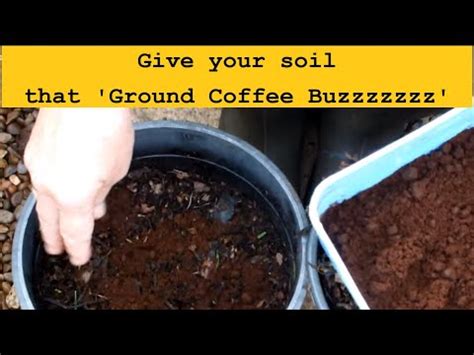 Vermiculture Coffee Grounds