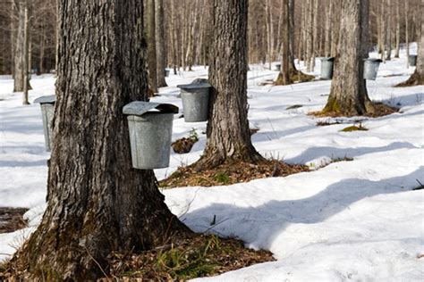 Maple Tree Tapping The Sap Flow Begins Vermont Maple Direct