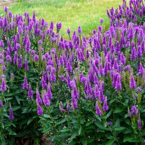 Veronica Flower Deer