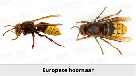verschil hoornaar en wesp
