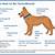 versicherung für hund tierarztkosten