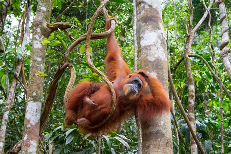 Sebutan Binatang Bertulang Belakang dalam Bahasa Indonesia yang Perlu Diketahui