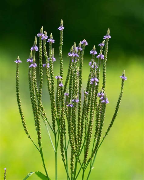 vervain and blue vervain difference