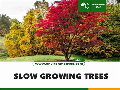 Very Slow Growing Trees