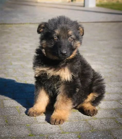 very small german shepherd