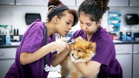 Vet Assistant Program Arkansas