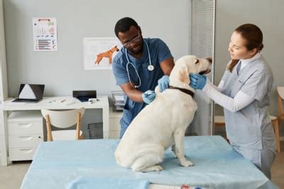 Vet Assistant Programs In Oklahoma