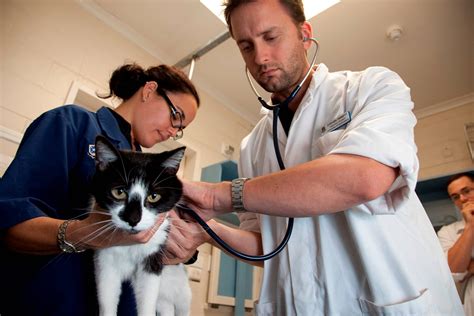 Vet Definition School